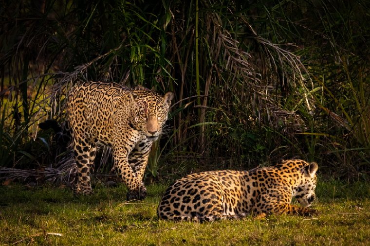 146 Zuid Pantanal, jaguar.jpg